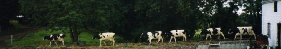 Cow header